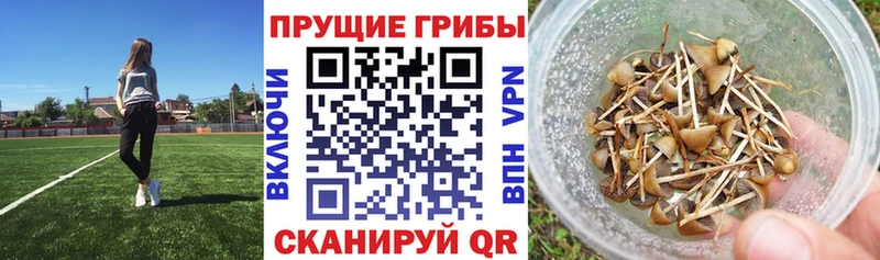 Галлюциногенные грибы MAGIC MUSHROOMS  закладка  Пионерский 